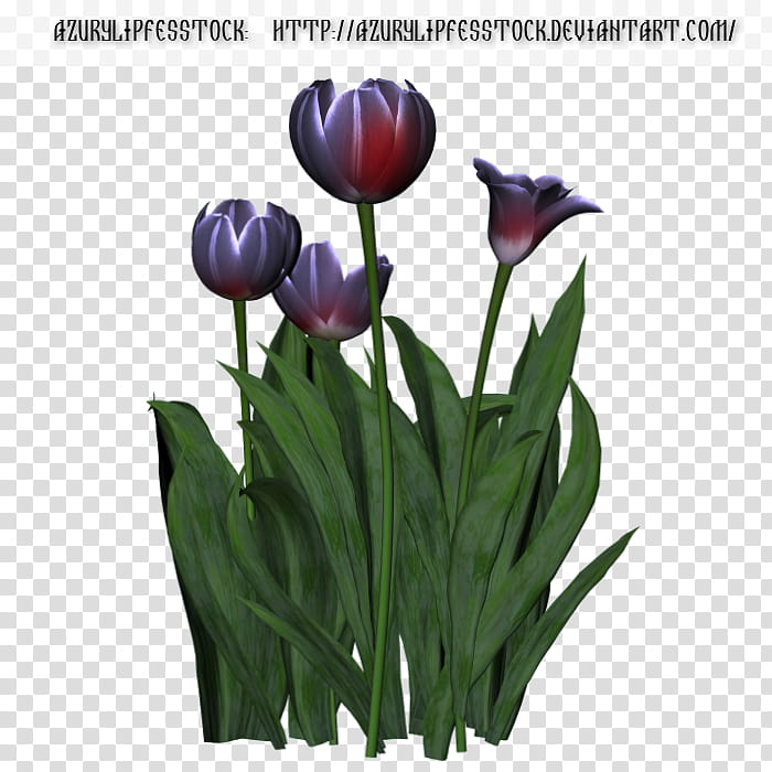 D object tulips, gray flowers transparent background PNG clipart