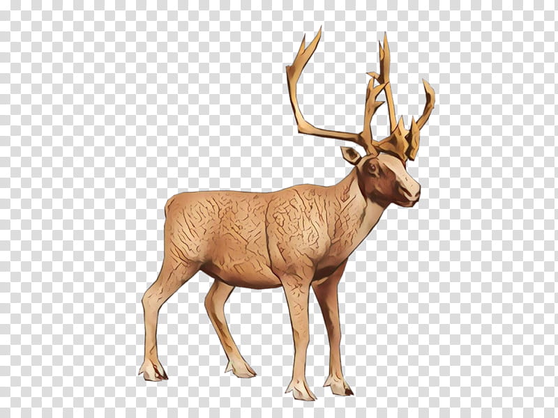 Reindeer, Elk, Whitetailed Deer, Antler, Animal, Wildlife, Horn, Barren Ground Caribou transparent background PNG clipart