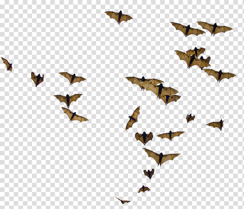 Bats, brown and black bats transparent background PNG clipart