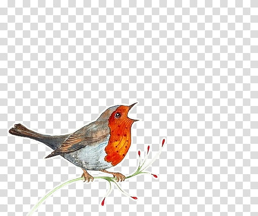 orange belly short-beaked bird transparent background PNG clipart