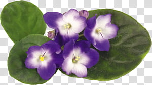 Violets set transparent background PNG clipart thumbnail