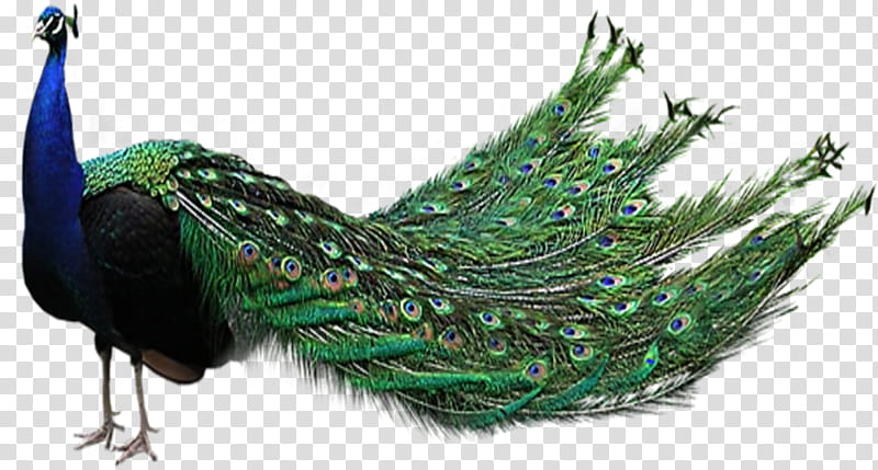 Bird, Peafowl, Indian Peafowl, Feather, Feather Peacock, Green Peafowl, Landfowl, Beak, Wing, Tail transparent background PNG clipart