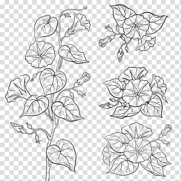 Black And White Flower, Flower Drawings, Morning Glory, Common Morningglory, Blue Dawn Flower, Morning Glories, Plant, Flora transparent background PNG clipart
