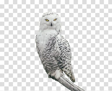 , female snowy owl perched on tree branch transparent background PNG clipart