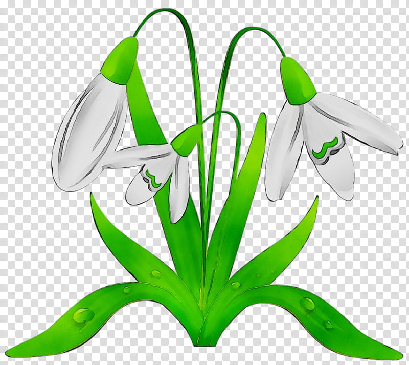Green Leaf, Cartoon, Flower, Snowdrop, Creativity, Child, Galanthus, Plant transparent background PNG clipart