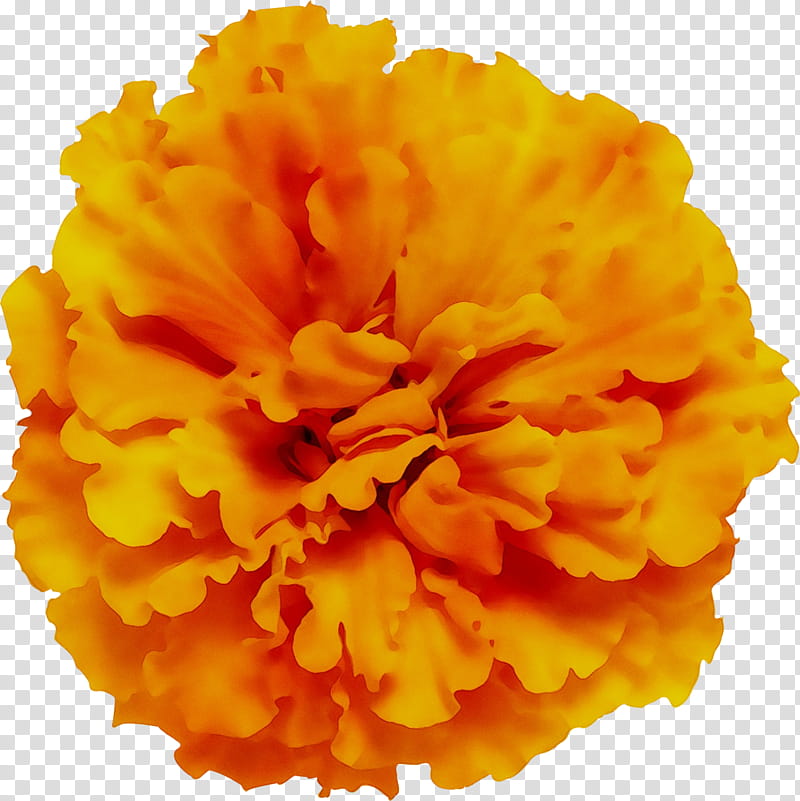 Pink Flower, Carnation, Cut Flowers, Tagetes, Orange, English Marigold, Yellow, Petal transparent background PNG clipart