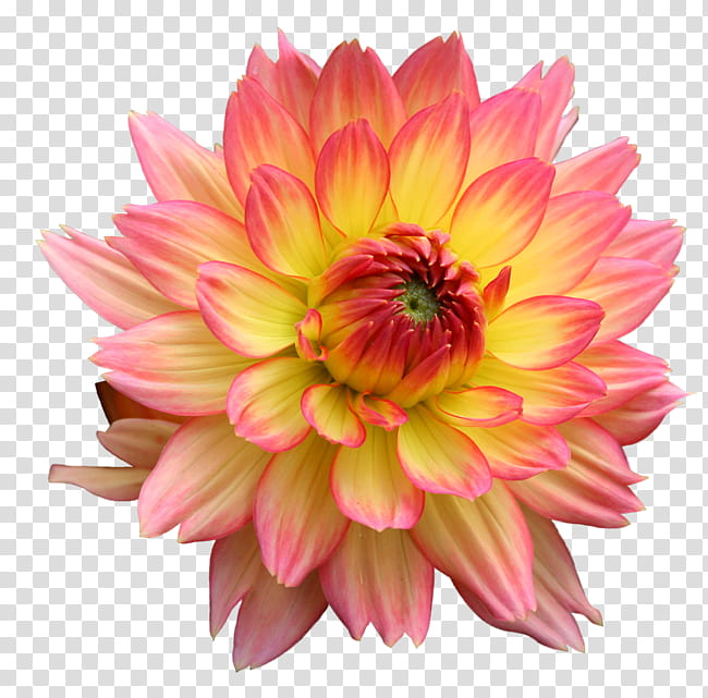 Pink Flowers, Dahlia Pinnata, Garden, Flower Garden, Plants, Gardening, Cut Flowers, Flower Bouquet transparent background PNG clipart