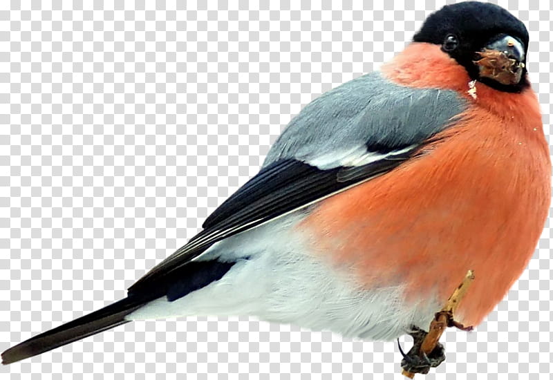 Cartoon Bird, Greeting Note Cards, Eurasian Bullfinch, Decoupage, Beak, Feather, Perching Bird transparent background PNG clipart