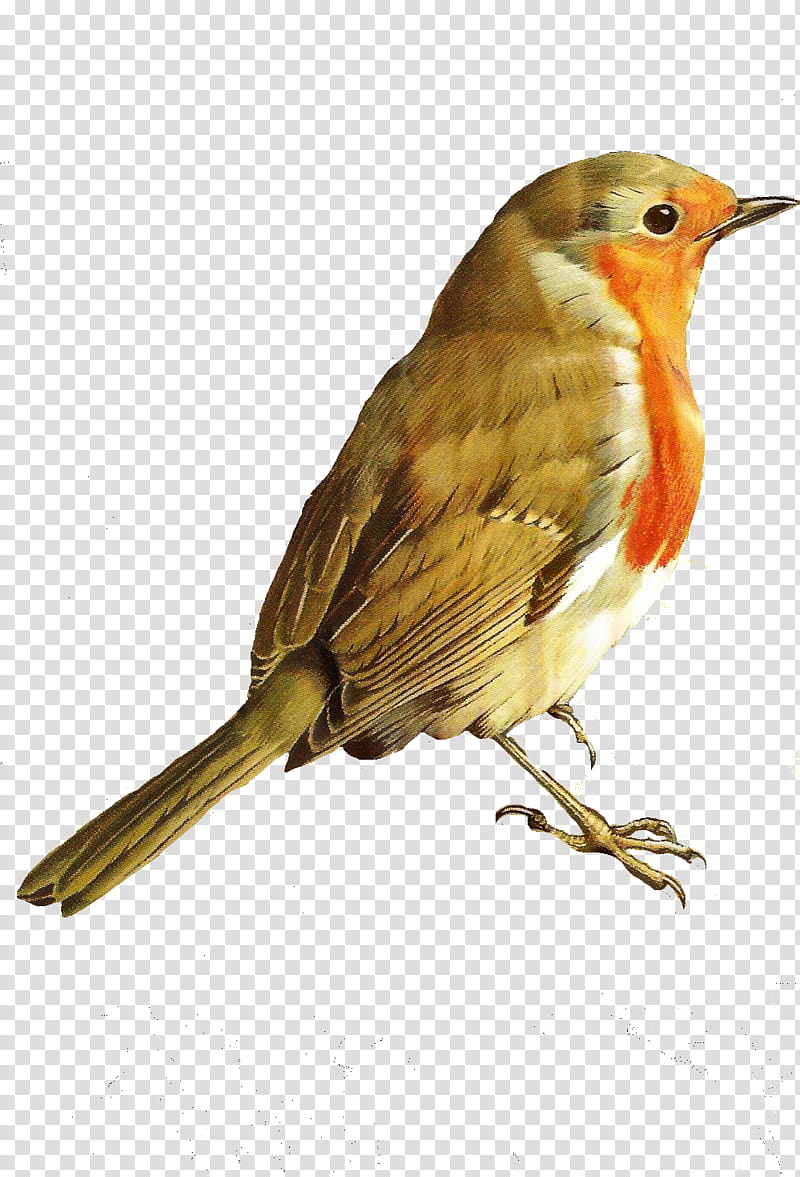 Bird Illustrations European robin Opera , Singing birds