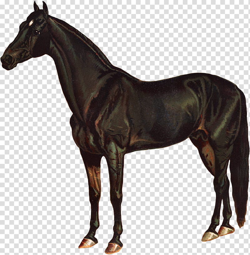 Horse, Morgan Horse, American Quarter Horse, Friesian Horse, Konik, Breyer Animal Creations, Horse Breed, Pony transparent background PNG clipart