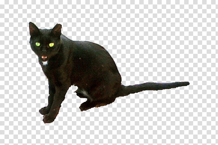 cat , bombay cat transparent background PNG clipart