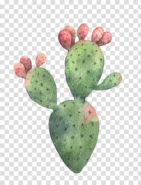 Cactuses and Plants, green and red cactus transparent background PNG clipart
