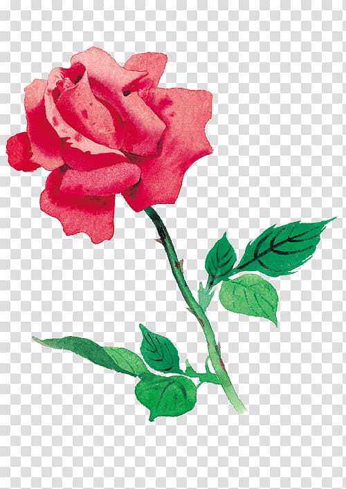 Rose Drawing Shrub Clip Art, PNG, 427x800px, Rose, Art, Artwork, Black And  White, Black Rose Download