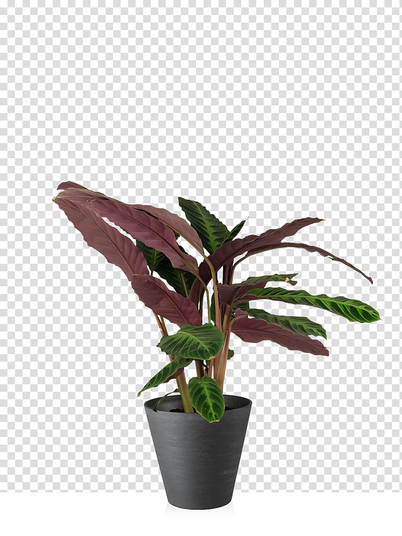Drawing Of Family, Leaf, Calathea Warscewiczii, Plants, Houseplant, Plant Stem, Turin, Flowerpot transparent background PNG clipart