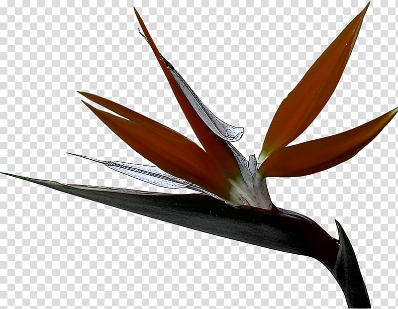 bird of paradise, Plant, Leaf, Flower, Birdofparadise, Heliconia transparent background PNG clipart