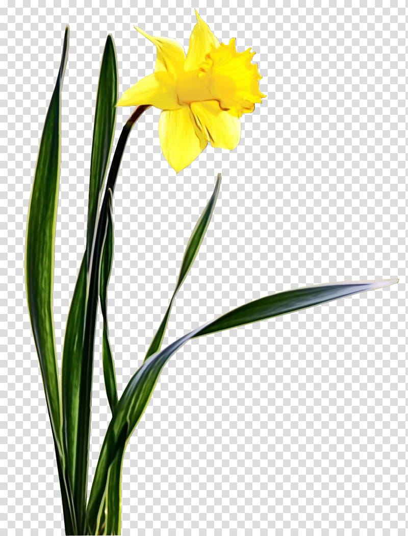 flower flowering plant plant yellow petal, Watercolor, Paint, Wet Ink, Narcissus, Pedicel, Plant Stem, Cut Flowers transparent background PNG clipart