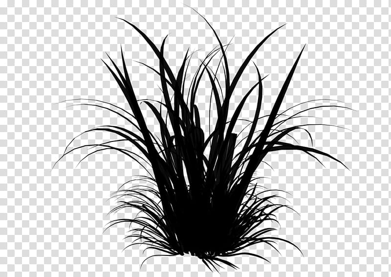 Drawing Of Family, Vetiver, Lemongrass, Lawn, Ornamental Grass, Fountain Grass, Weed, Grasses transparent background PNG clipart