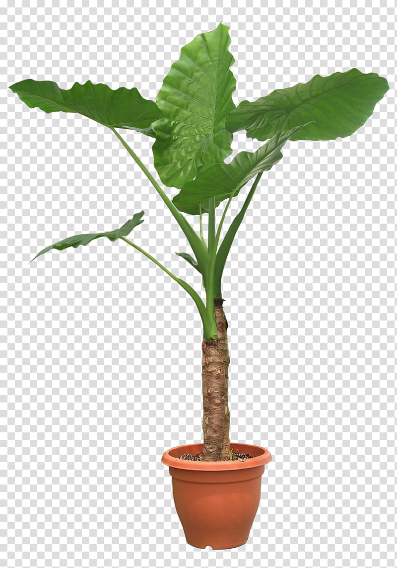 PLANT, green leaf plant in brown pot transparent background PNG clipart