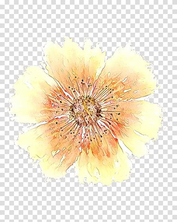 Beige Flower, Transvaal Daisy, Yellow, Chrysanthemum, Petal, Orange, Plant, Gerbera transparent background PNG clipart