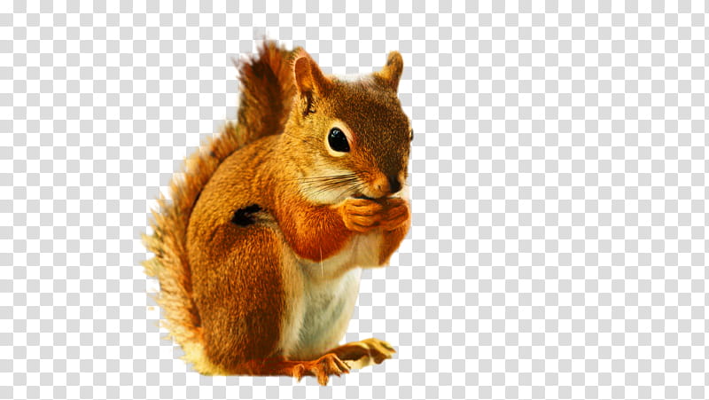 Fox, Squirrel, Chipmunk, Flying Squirrel, Silhouette, Red Squirrel, Fox Squirrel, Cartoon transparent background PNG clipart