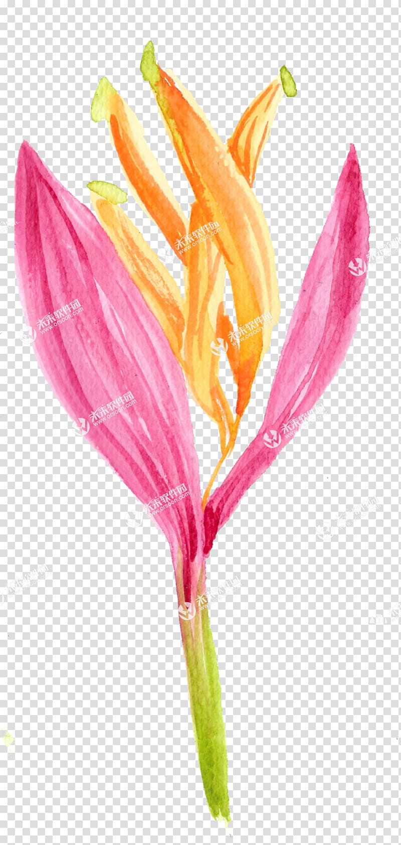 Lily Flower, Comics, Cartoon, Speech Balloon, Tulip, Advertising, Pink, Creativity transparent background PNG clipart