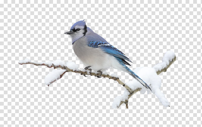 Bird Parrot, Sparrow, House Sparrow, Blue Jay, Macaw, Animal, Sticker, Blueandyellow Macaw transparent background PNG clipart