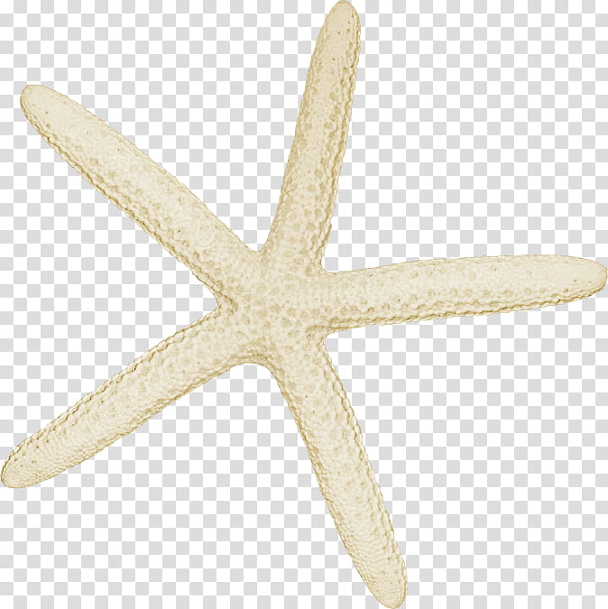, white starfish illustration transparent background PNG clipart