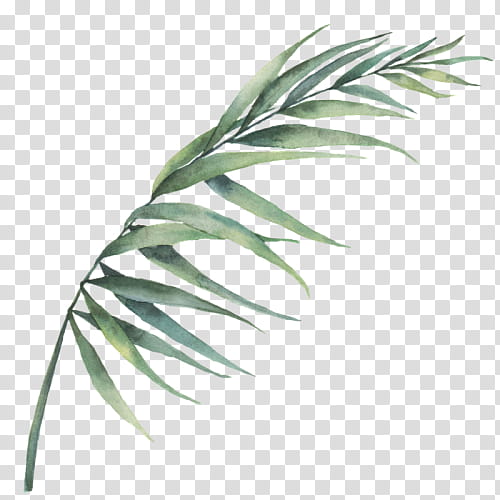 Palm Tree Leaf, Palm Trees, Frangipani, Flower Bouquet, Watercolor Painting, Plant Stem, Monstera, Palm Branch transparent background PNG clipart