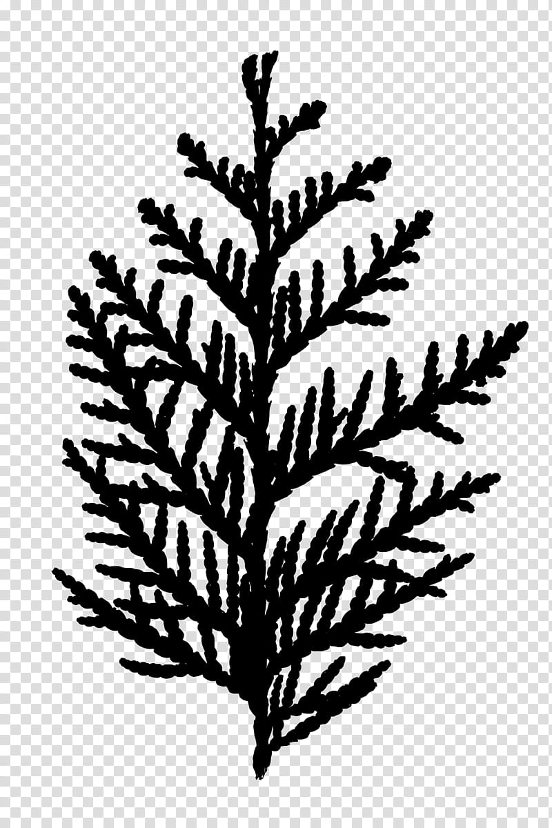 Family Tree, Black White M, Leaf, Plant Stem, Twig, Shortleaf Black Spruce, White Pine, Oregon Pine transparent background PNG clipart