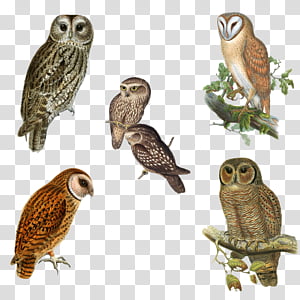 Vintage Owls, six assorted-color owl illustration transparent background PNG clipart thumbnail