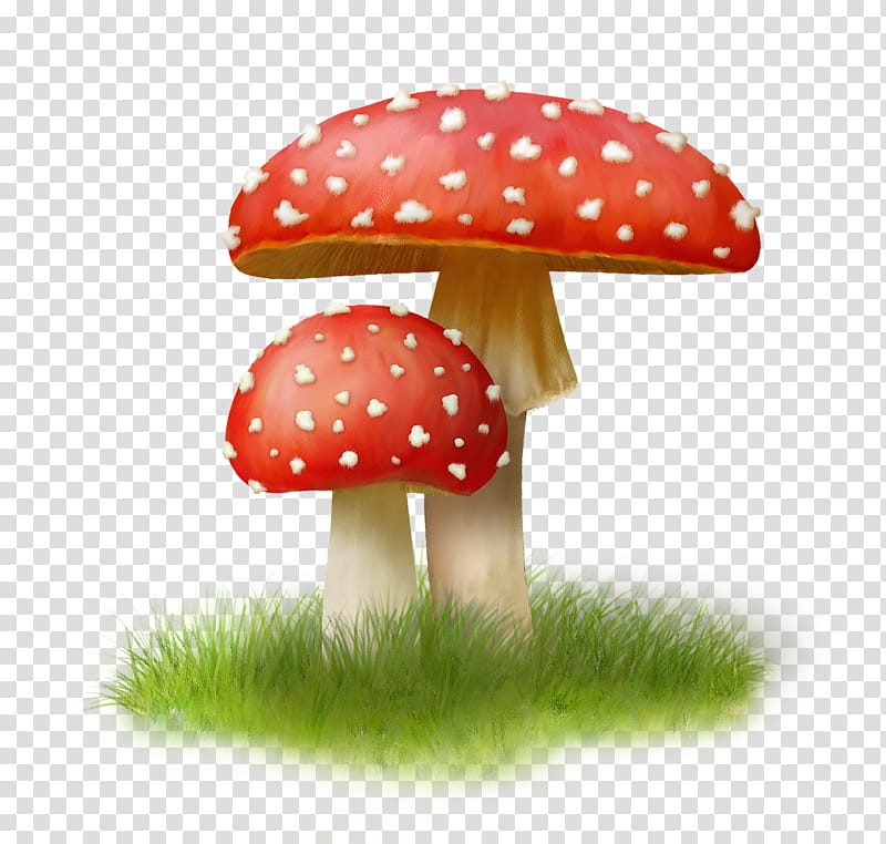 Mushroom, Fungus, Logo, Drawing, Agaric, Chomikujpl, Agaricaceae, Agaricus transparent background PNG clipart