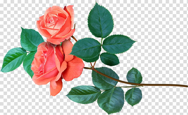 aA roses , two blooming orange rose flowers transparent background PNG clipart