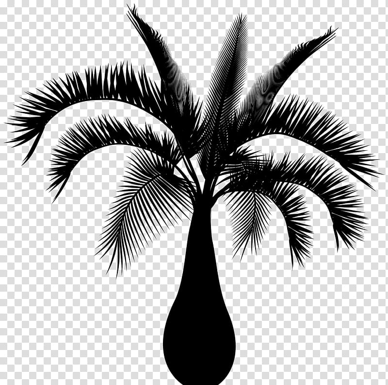 Coconut Tree, Asian Palmyra Palm, Date Palm, Borassus, Palm Tree, Arecales, Woody Plant, Attalea Speciosa transparent background PNG clipart