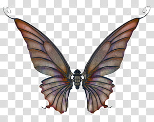 Wings Set 02 transparent background PNG clipart thumbnail