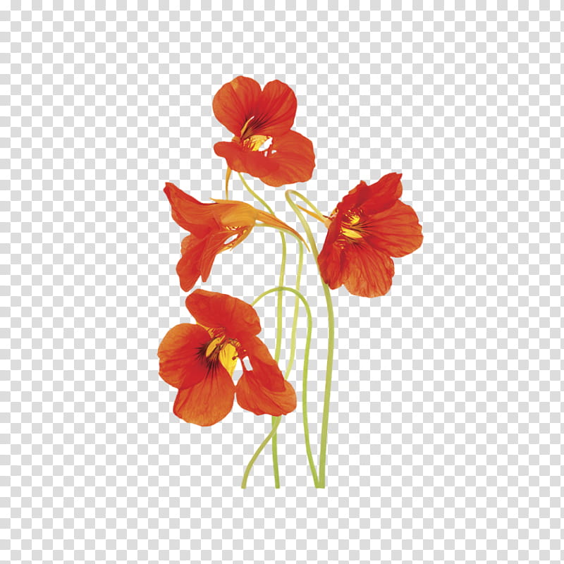 Flowers, Nasturtium, Depth Of Field, Food, Orange, Cut Flowers, Petal, Plant transparent background PNG clipart