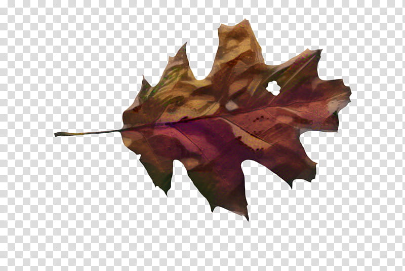 Gum Tree, Leaf, Autumn, Raster Graphics, Maple Leaf, Ornament, Abscission, Black Maple transparent background PNG clipart