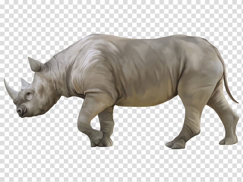 Rhinoceros Rhinoceros, White Rhinoceros, Horn, Black Rhinoceros, Animal Figure, Indian Rhinoceros, Wildlife, Snout transparent background PNG clipart