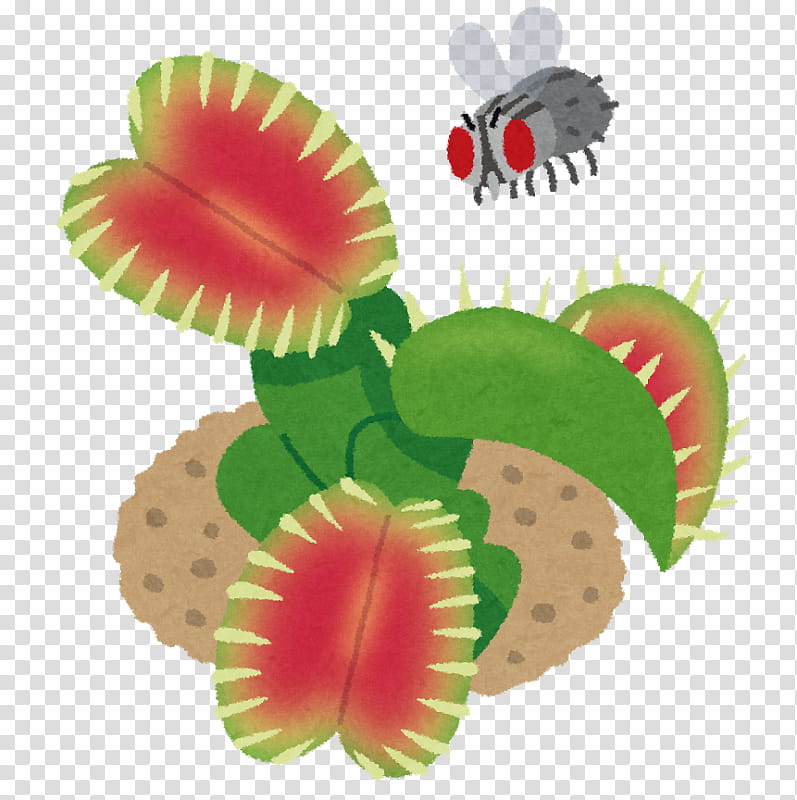 Venus, Venus Flytrap, Plants, Carnivorous Plant, Drosophyllum, Predation, Insect, Herb transparent background PNG clipart