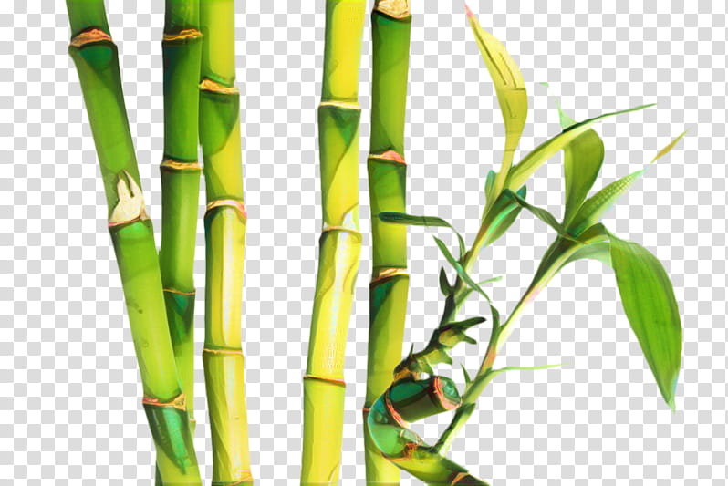 Bamboo, Plant Stem, Vegetable, Bamboo Shoot, Asparagus, Grass Family, Cane, Leek transparent background PNG clipart