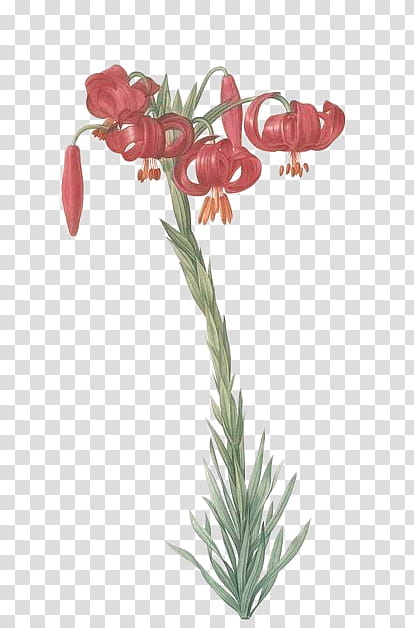 Plant, red lily flowers art transparent background PNG clipart