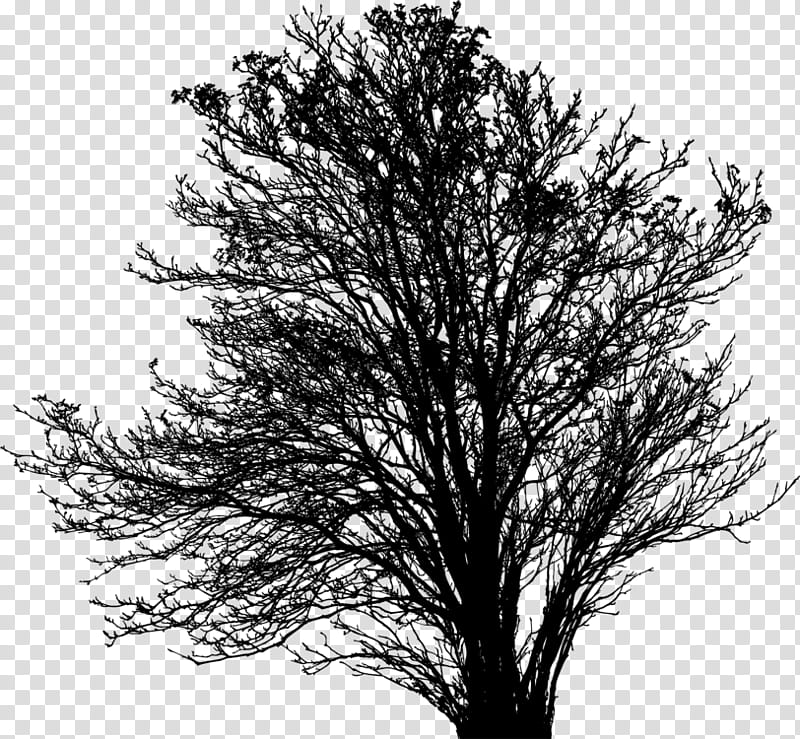 Pine Tree Silhouette, Twig, Black And White
, Autumn, Branch, Woody Plant, Leaf, Trunk transparent background PNG clipart