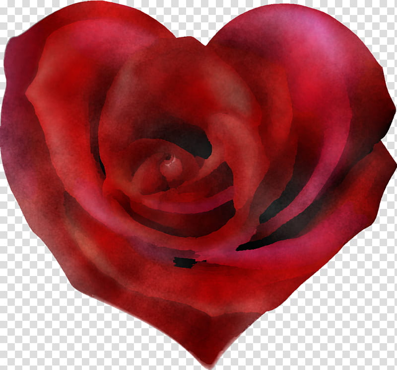 Garden roses, Red, Petal, Flower, Hybrid Tea Rose, Love, Rose Family, Heart transparent background PNG clipart