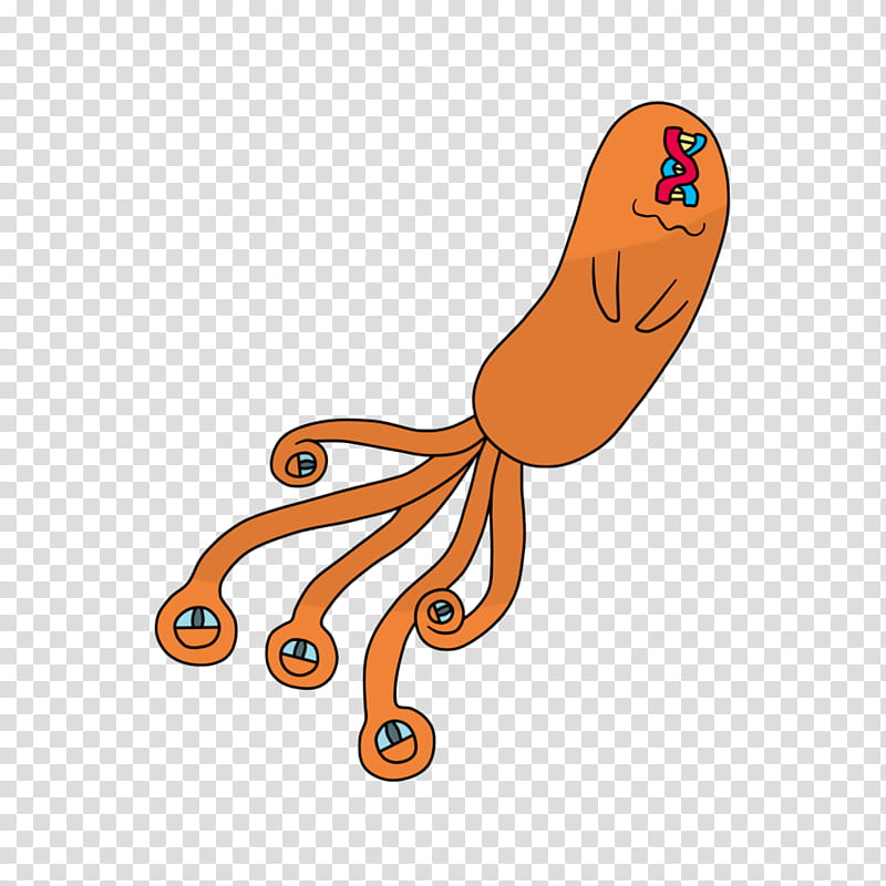 Octopus, Line, Orange Sa, Giant Pacific Octopus, Cartoon, Seafood, Squid, American Food transparent background PNG clipart