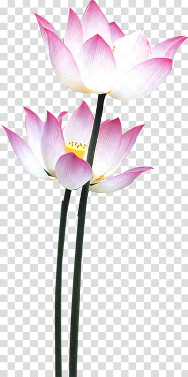 White Lily Flower, Nymphaea Nelumbo, Lotus Effect, Leaf, Pink, Nymphaea Lotus, Falun Gong, Water Lily transparent background PNG clipart