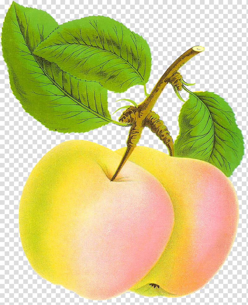 Apple Tree Drawing, White , Fruit, Food, Fruit Picking, Vegetable, Leaf, European Plum transparent background PNG clipart