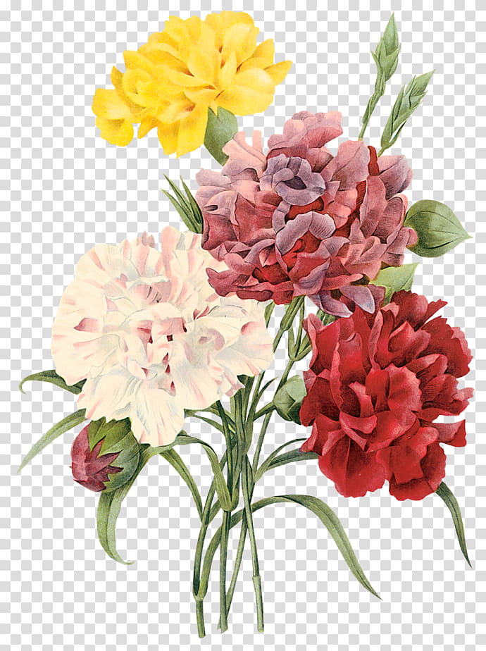 Bouquet Of Flowers Drawing, Choix Des Plus Belles Fleurs, Carnation, Floral Design, Watercolor Flowers, Cut Flowers, Pink Flowers, Flower Bouquet transparent background PNG clipart