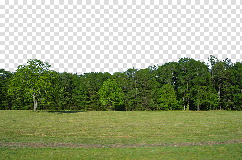 Forest Clearing Field Background , green trees under blue sky transparent background PNG clipart