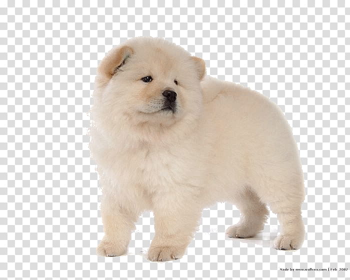 Chow Chow, cream chow chow puppy transparent background PNG clipart