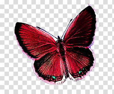 Mariposas, red and black butterfly transparent background PNG clipart