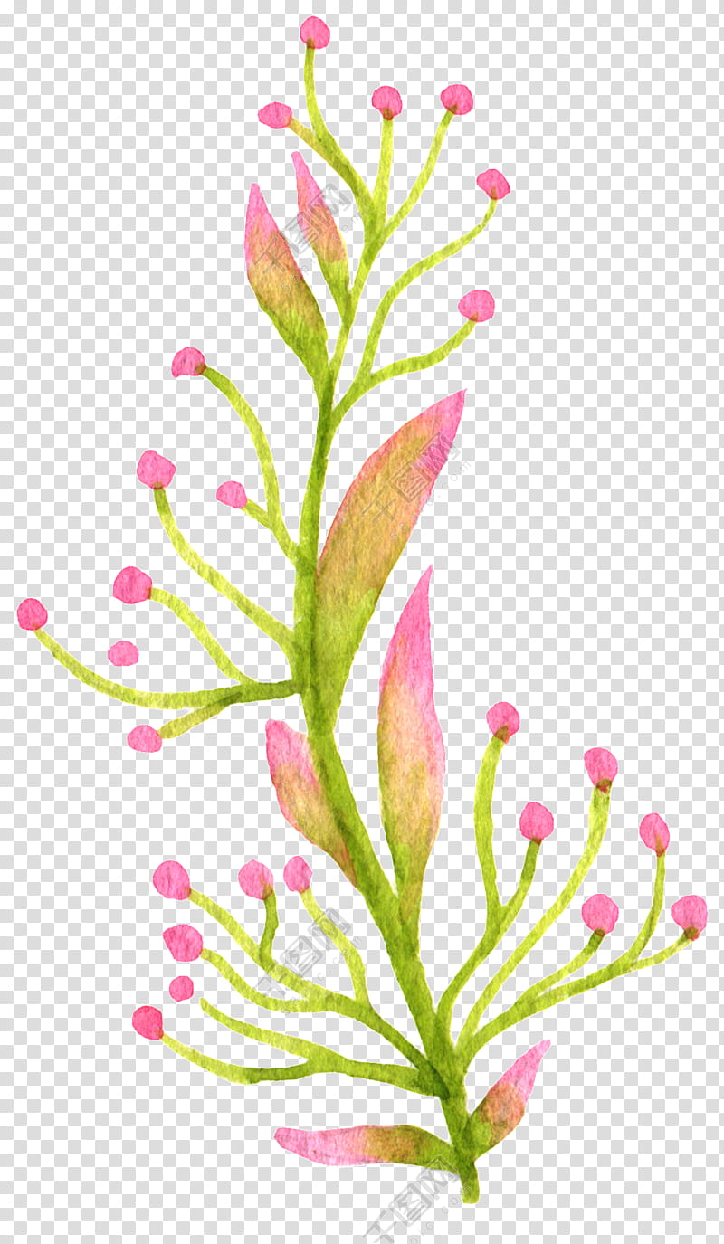 Oil Painting Flower, Watercolor Flowers, Watercolor Painting, Ink Wash Painting, Plant, Aquarium Decor, Pink, Flora transparent background PNG clipart